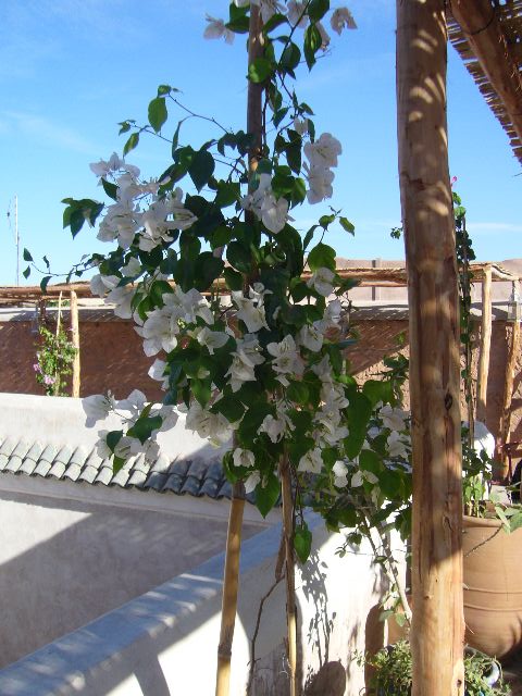 RIAD TIBIBT Hotel MARRAKECH Riad MARRAKECH :  loisirs
